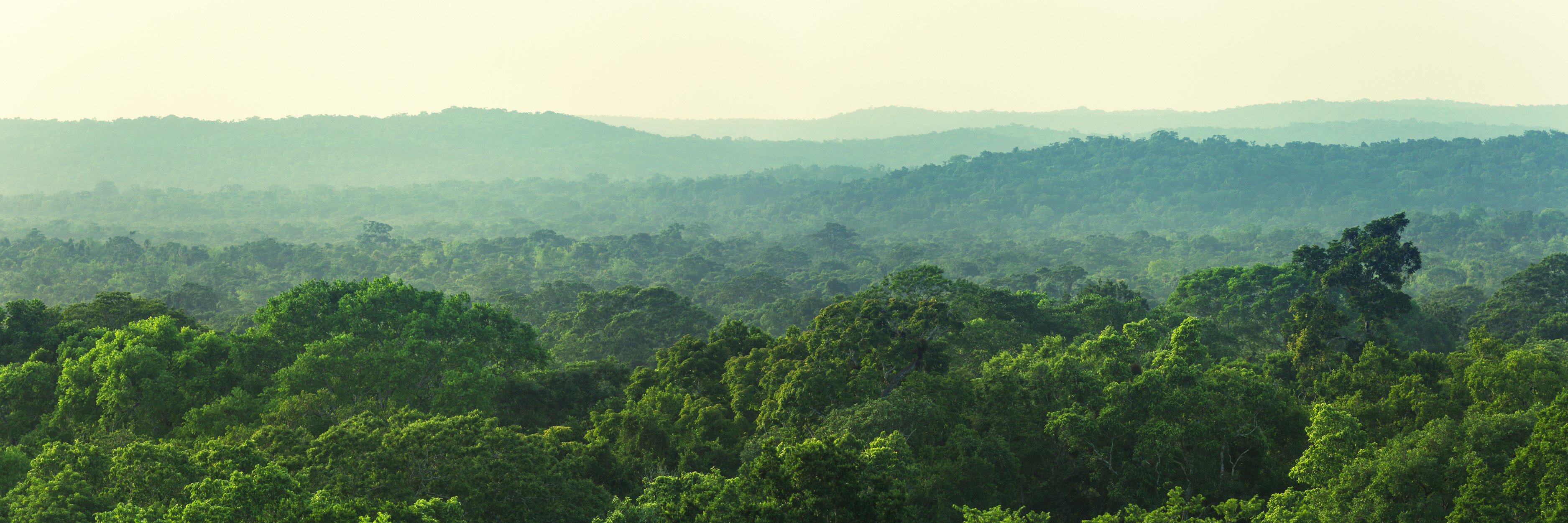 guatemala forest